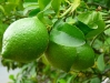 limoni